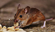 24 Hour & Emergency Exterminators in Roosevelt Corner, CA